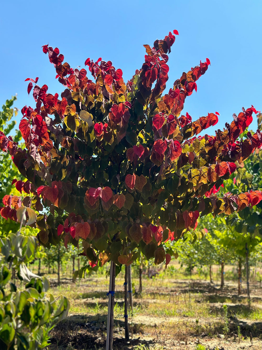 Hearts A'Fire™ Redbud Tree