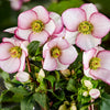 Ice n Roses® Picotee Helleborus