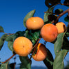 Ichi Ki Kei Jiro Persimmon Tree