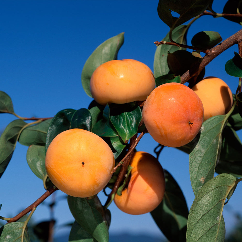 Ichi Ki Kei Jiro Persimmon Tree