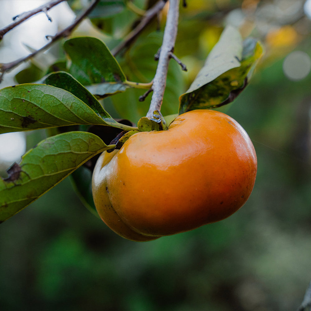 Ichi Ki Kei Jiro Persimmon Tree