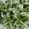 Rock Garden Holly Bush