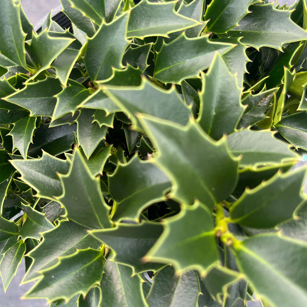 Rock Garden Holly Bush