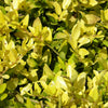 Eureka Gold Dwarf Yaupon Holly Shrub