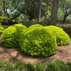 Eureka Gold Dwarf Yaupon Holly Shrub