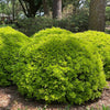 Eureka Gold Dwarf Yaupon Holly Shrub