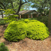 Eureka Gold Dwarf Yaupon Holly Shrub