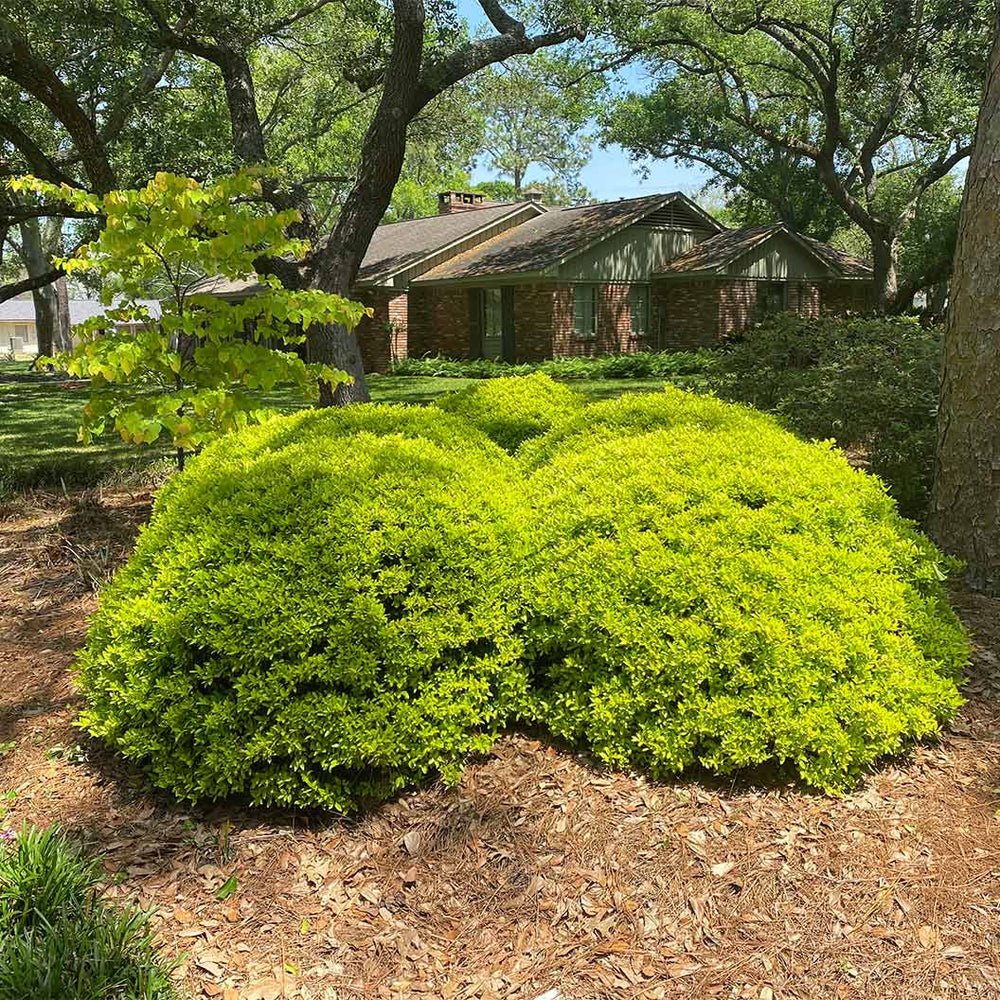 Eureka Gold Dwarf Yaupon Holly Shrub