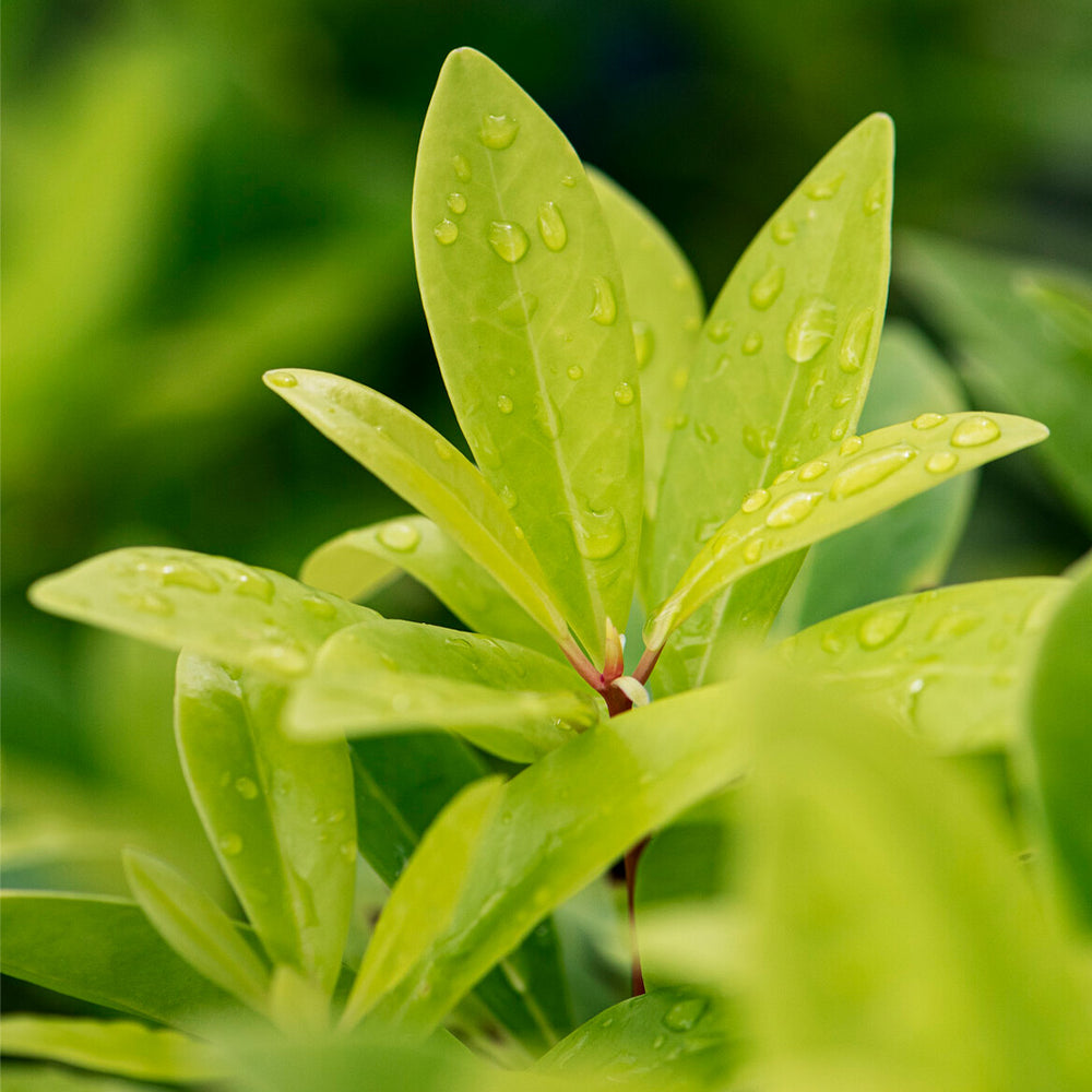 Southern Living® Florida Sunshine Illicium