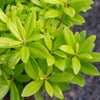 Southern Living® Florida Sunshine Illicium