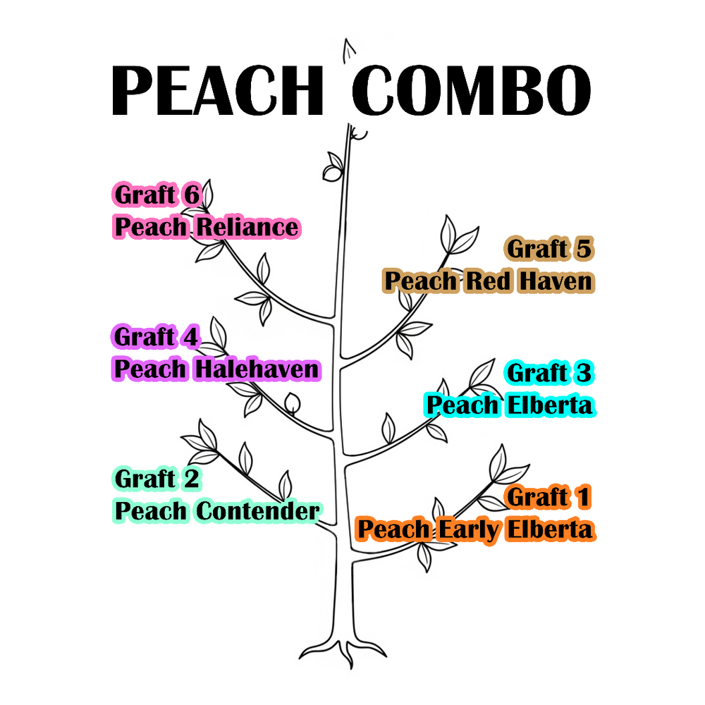 Combination Peach Tree