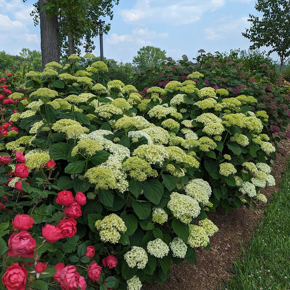 Proven Winners® Incrediball® Storm Proof™ Hydrangea