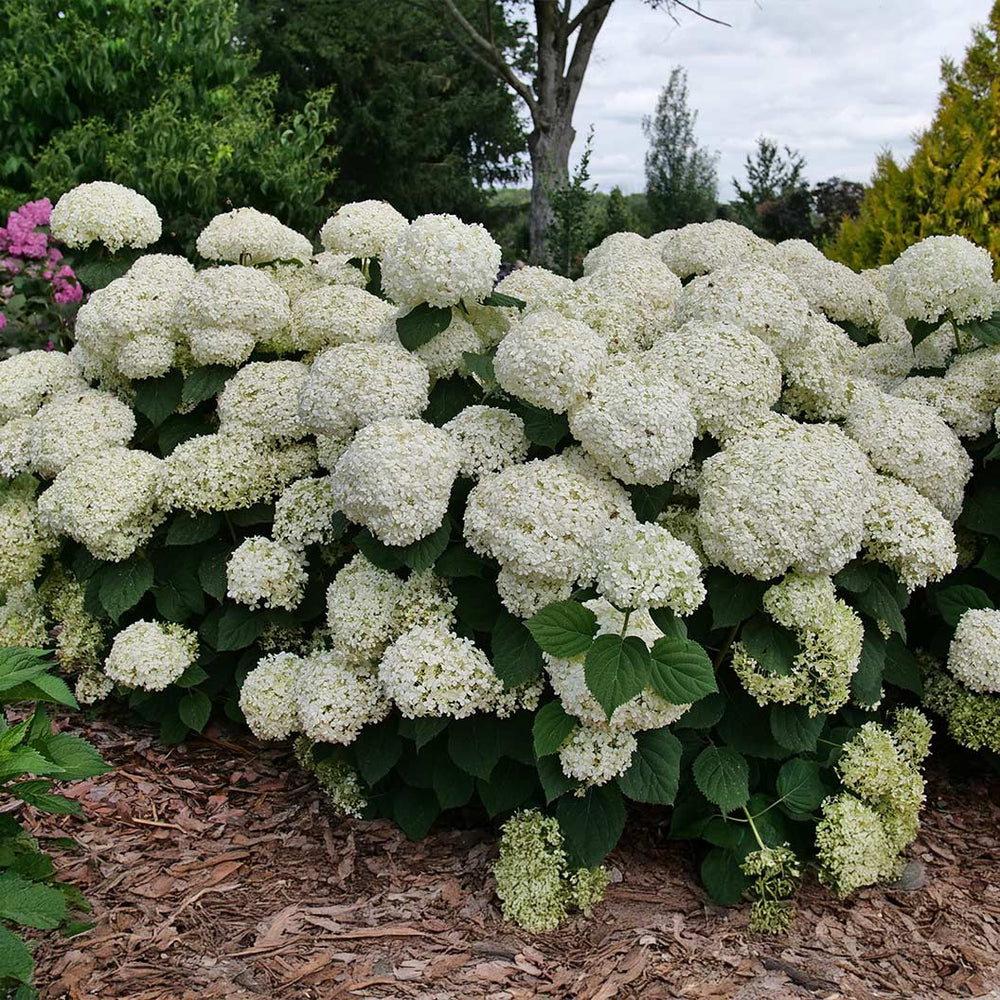Proven Winners® Incrediball® Storm Proof™ Hydrangea