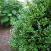 Proven Winners® NewGen Independence® Boxwood