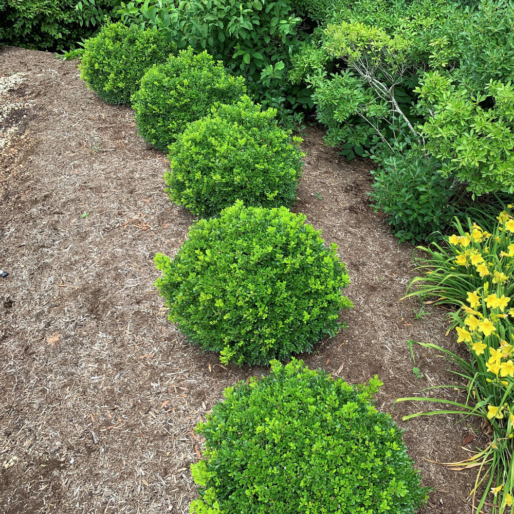 Proven Winners® NewGen Independence® Boxwood