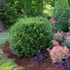 Proven Winners® NewGen Independence® Boxwood