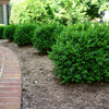 Proven Winners® NewGen Independence® Boxwood