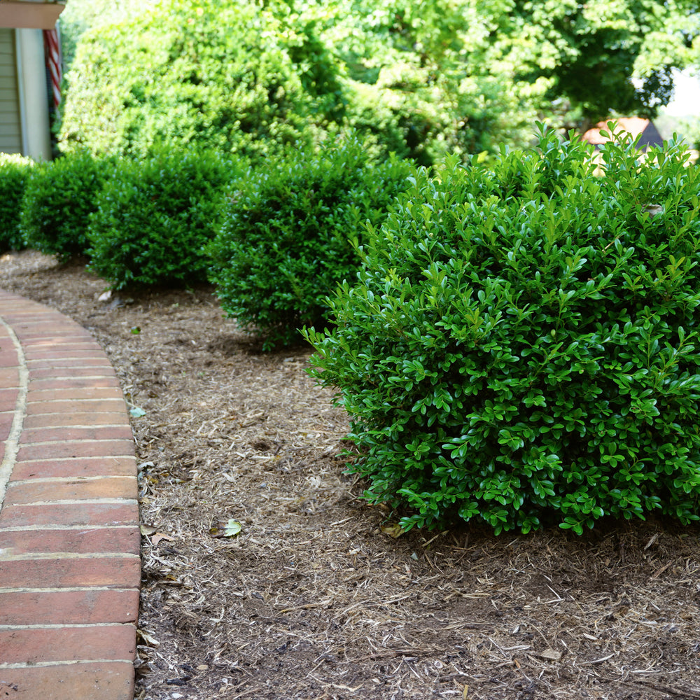 Proven Winners® NewGen Independence® Boxwood