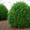 Proven Winners® NewGen Independence® Boxwood