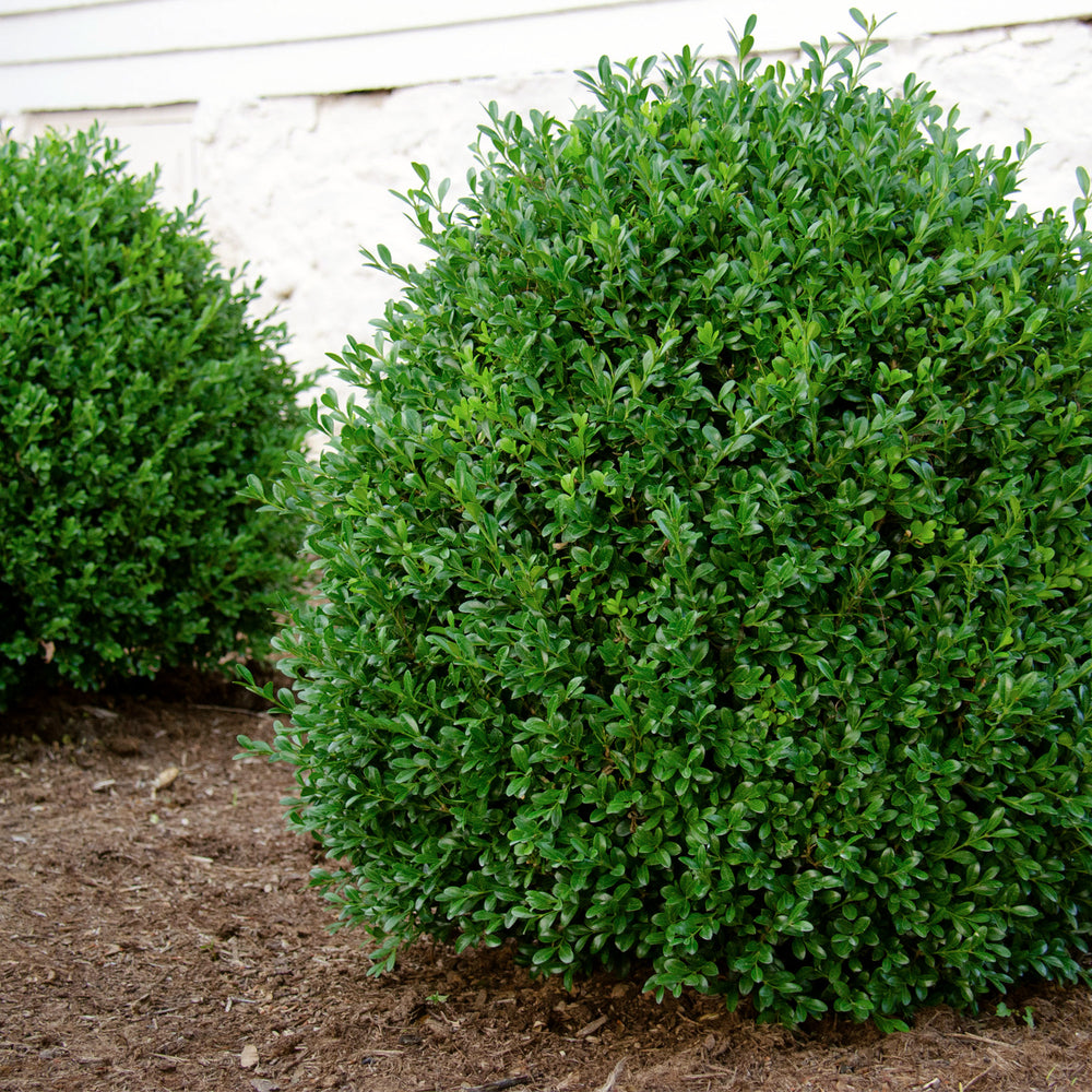 Proven Winners® NewGen Independence® Boxwood