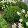 Proven Winners® NewGen Independence® Boxwood