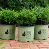 Proven Winners® NewGen Independence® Boxwood