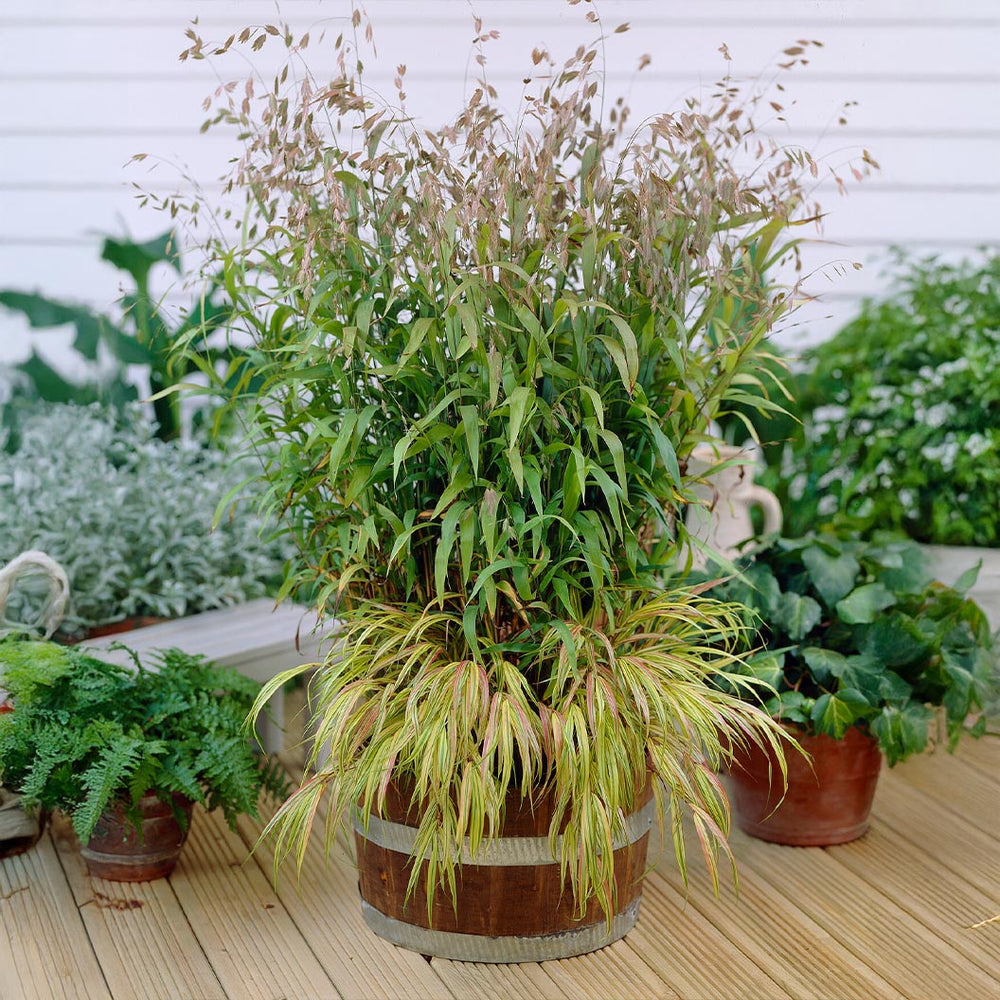 Inland Sea Oats Plant