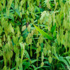 Inland Sea Oats Plant