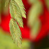 Inland Sea Oats Plant