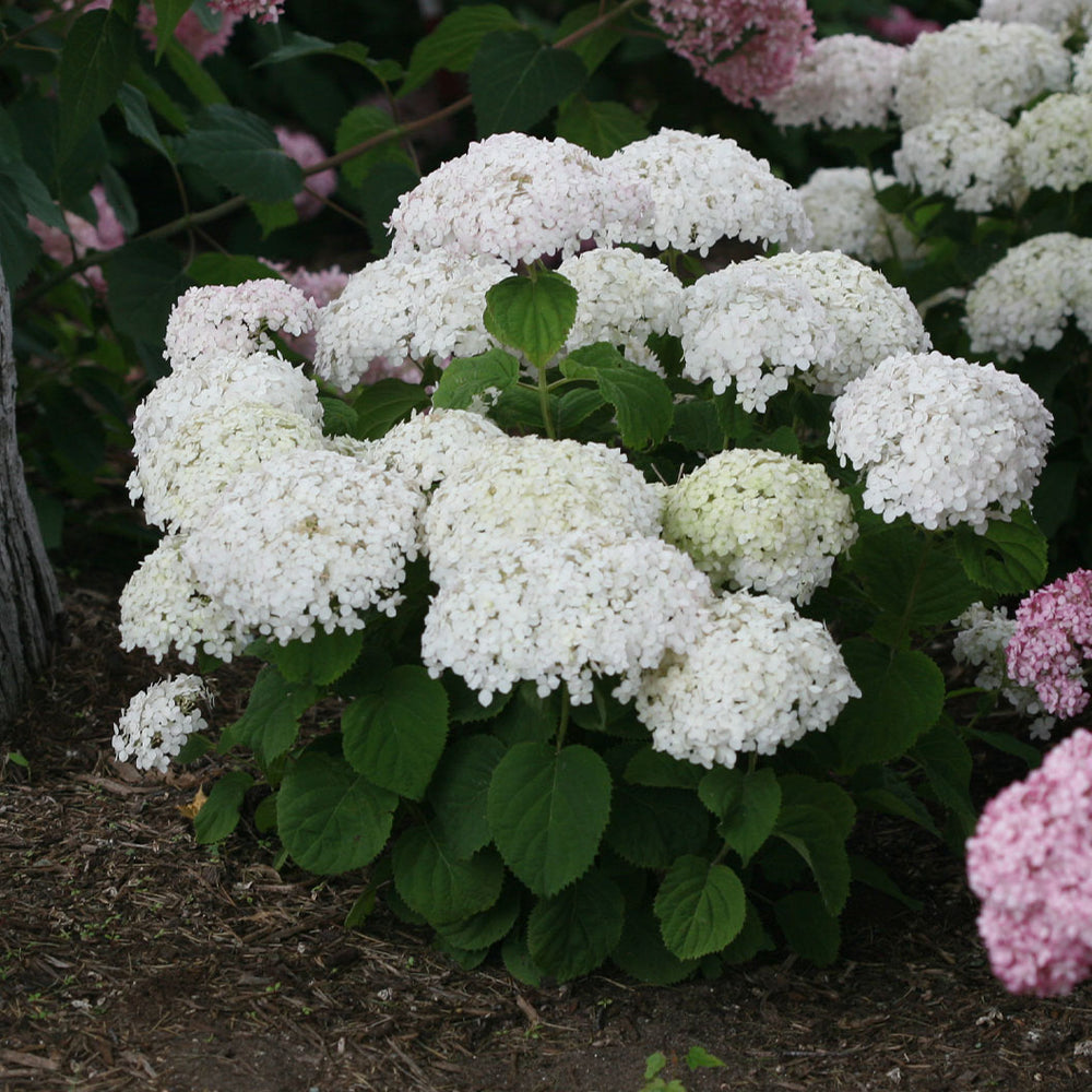 Proven Winners® Invincibelle Wee White® Hydrangea