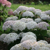 Proven Winners® Invincibelle Wee White® Hydrangea