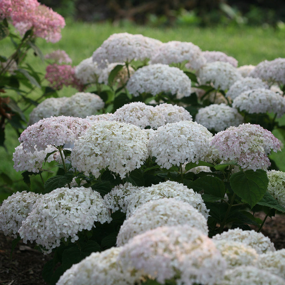 Proven Winners® Invincibelle Wee White® Hydrangea