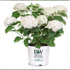 Proven Winners® Invincibelle Wee White® Hydrangea