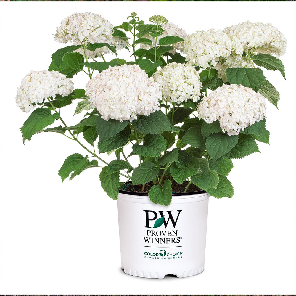 Proven Winners® Invincibelle Wee White® Hydrangea