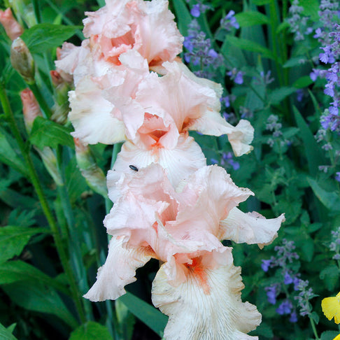 Beverly Sills Bearded Iris Plant