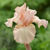 Beverly Sills Bearded Iris Plant