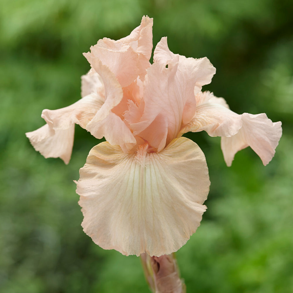 Beverly Sills Bearded Iris Plant