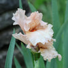 Beverly Sills Bearded Iris Plant