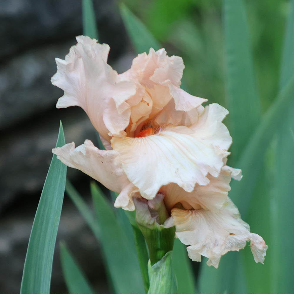 Beverly Sills Bearded Iris Plant