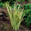Variegated Silverband Japanese Iris Plant