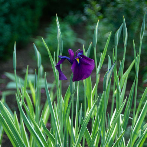 Variegated Silverband Japanese Iris Plant