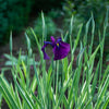 Variegated Silverband Japanese Iris Plant