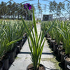 Variegated Silverband Japanese Iris Plant