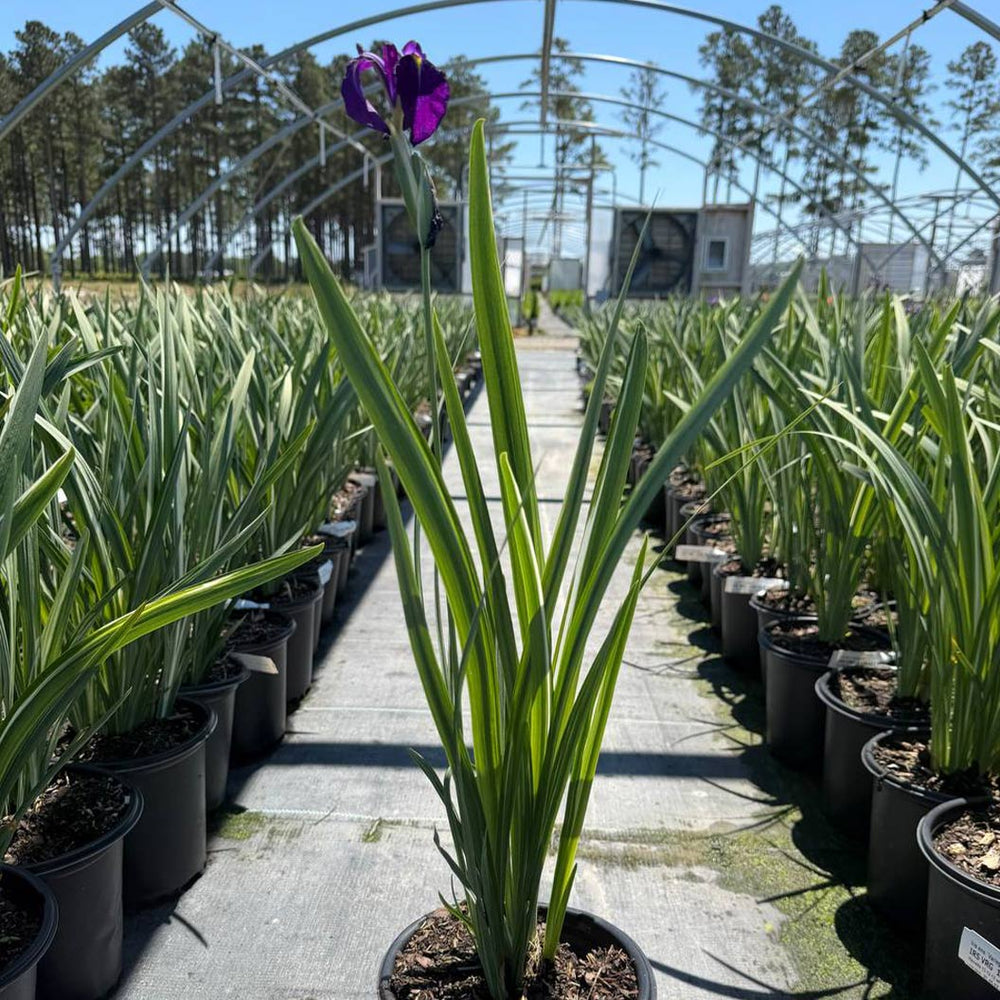Variegated Silverband Japanese Iris Plant