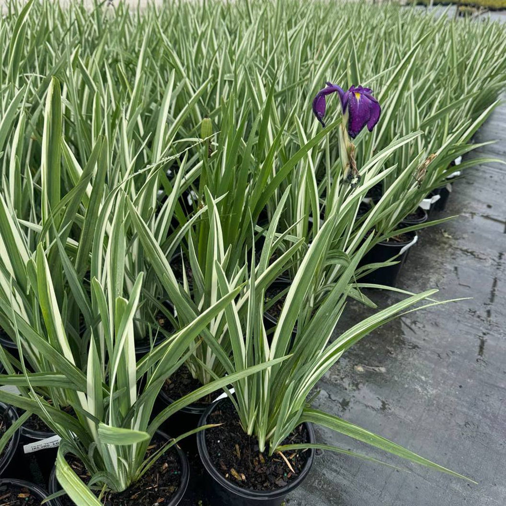 Variegated Silverband Japanese Iris Plant