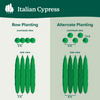 Italian Cypress Tree