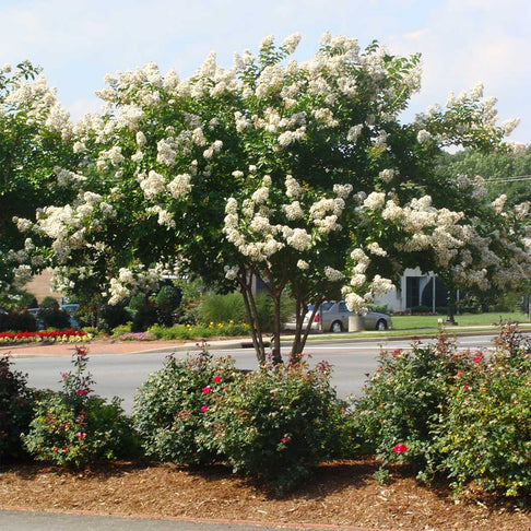 Colorama™ Ivory Crape Myrtle Tree
