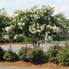 Colorama™ Ivory Crape Myrtle Tree