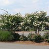 Colorama™ Ivory Crape Myrtle Tree