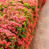 Dwarf Red Ixora Bush